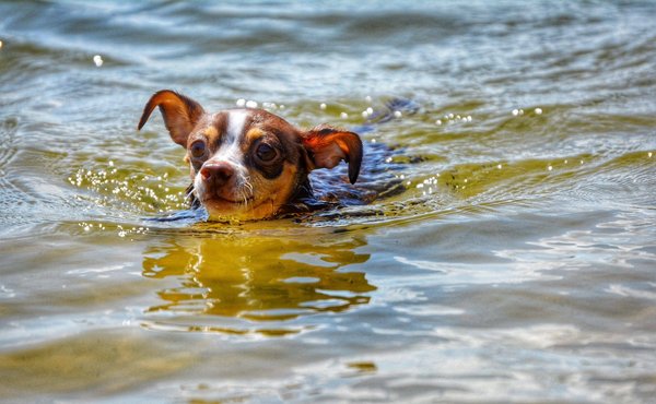 Quelles astuces pour débuter une alimentation végétarienne saine ?