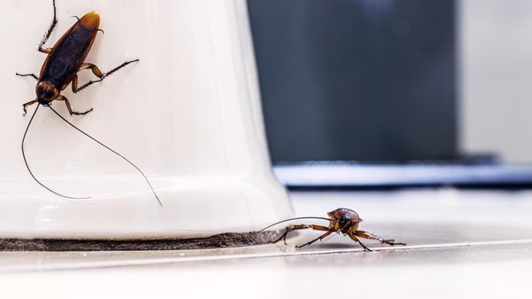 Comment faire face à une infestation de cafards dans votre habitat ?