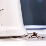 Comment faire face à une infestation de cafards dans votre habitat ?